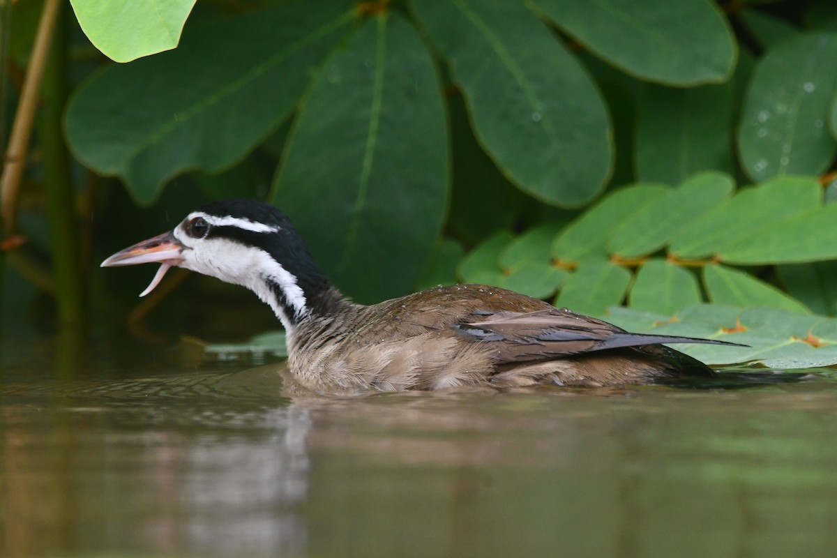 Sungrebe - ML640991026