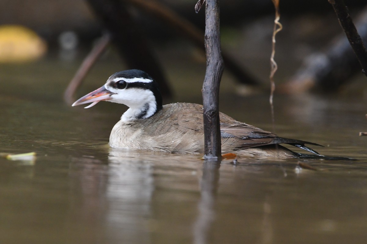 Sungrebe - ML640991027