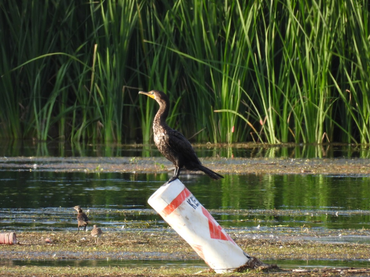 Double-crested Cormorant - Ben Wik