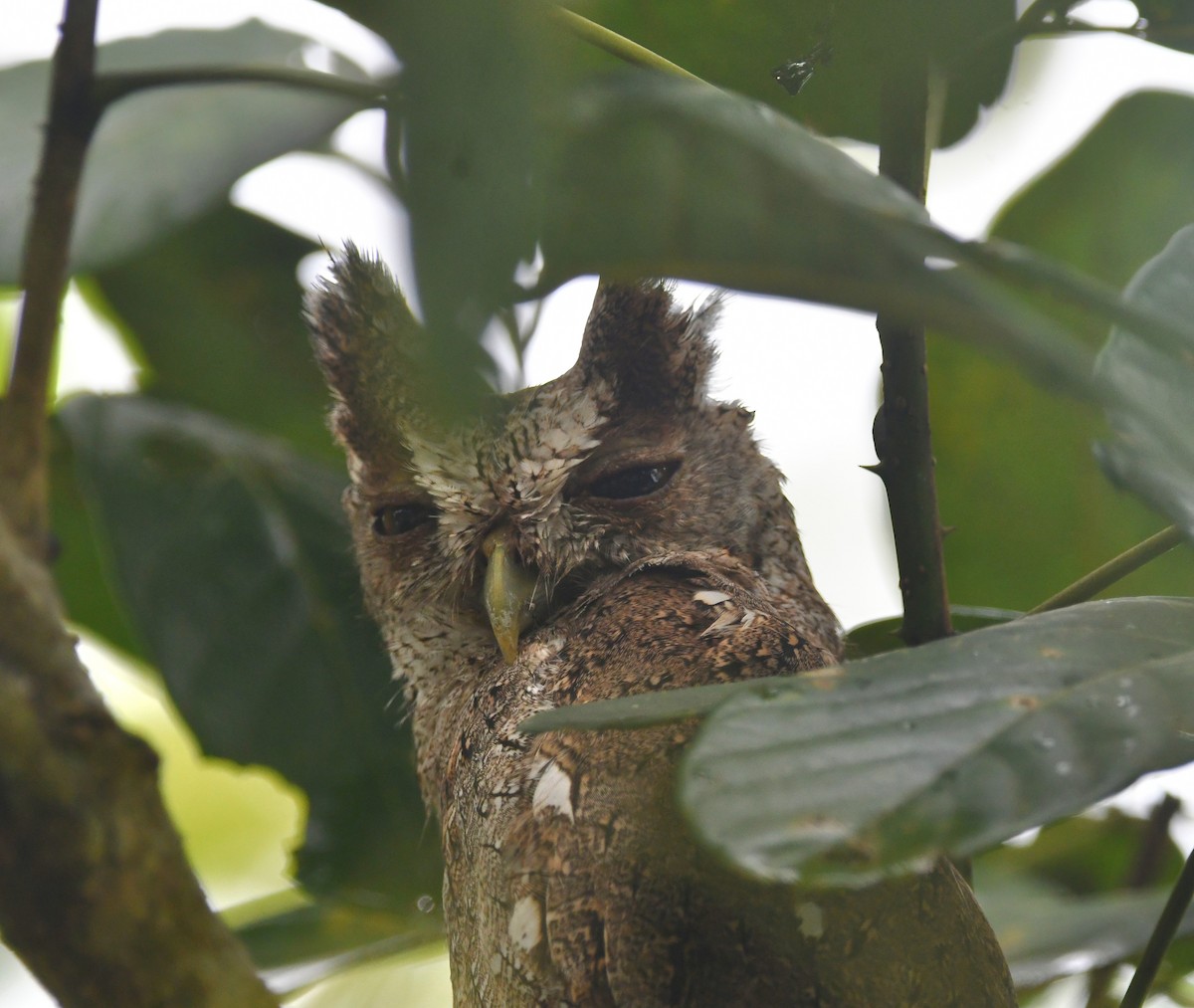 Pacific Screech-Owl - ML640991039