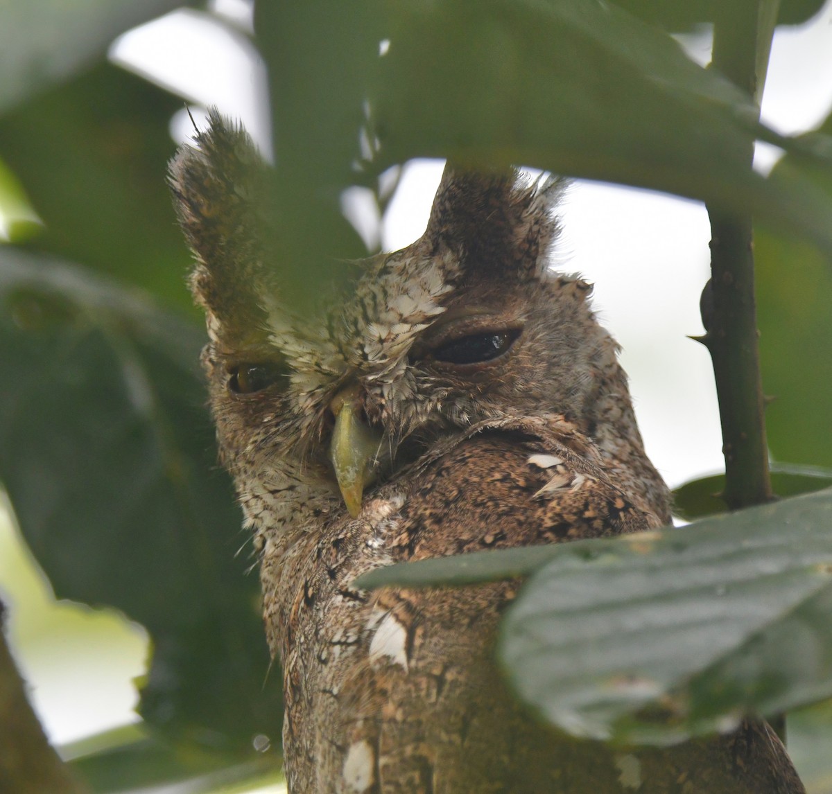 Pacific Screech-Owl - ML640991040