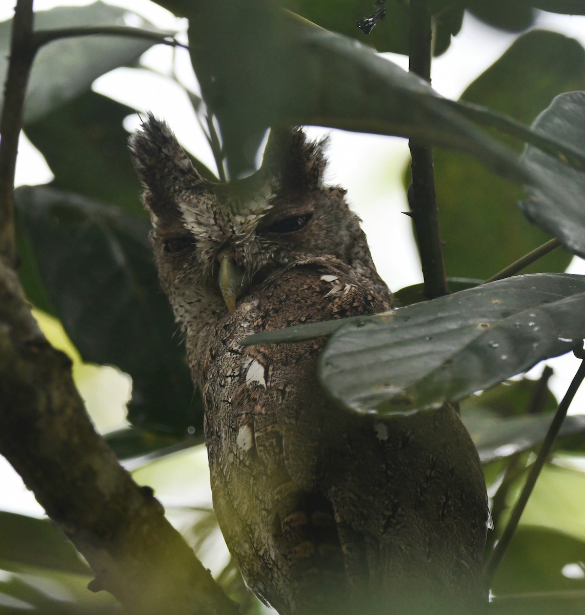 Pacific Screech-Owl - ML640991041