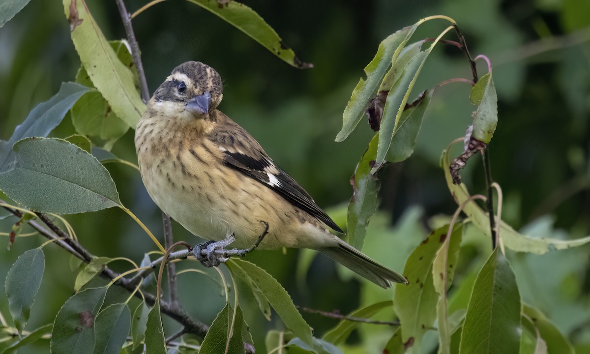 Rose-breasted Grosbeak - ML640991042