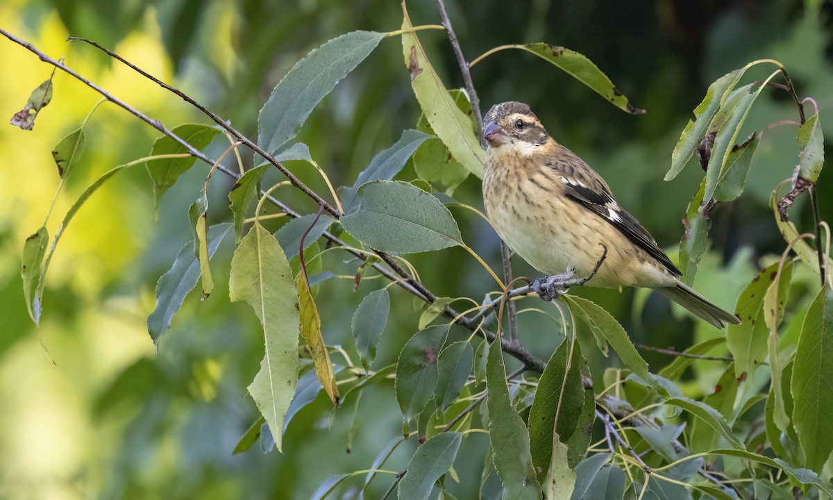 Rose-breasted Grosbeak - ML640991043