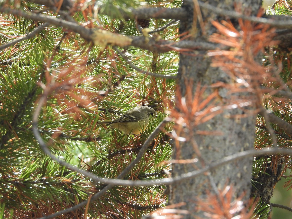 Ruby-crowned Kinglet - ML640991079