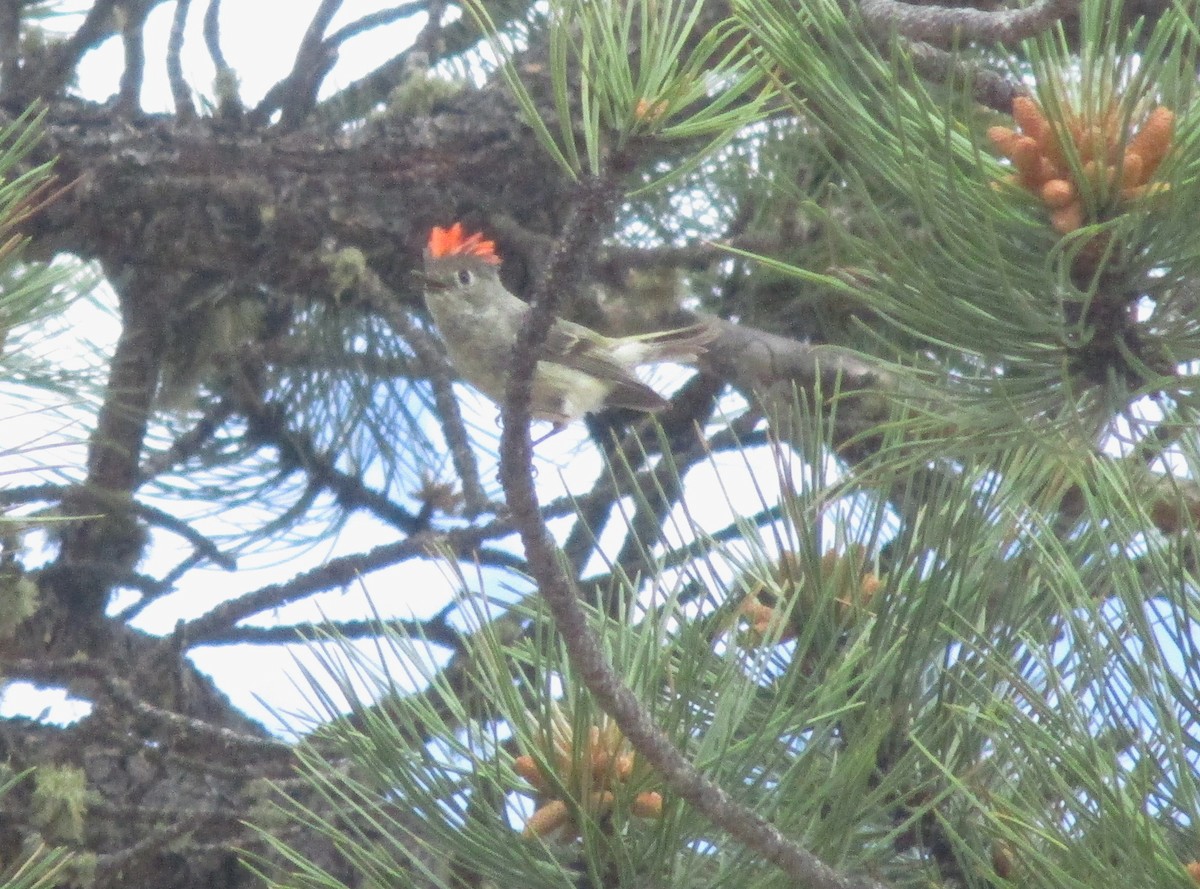 Ruby-crowned Kinglet - ML640991088