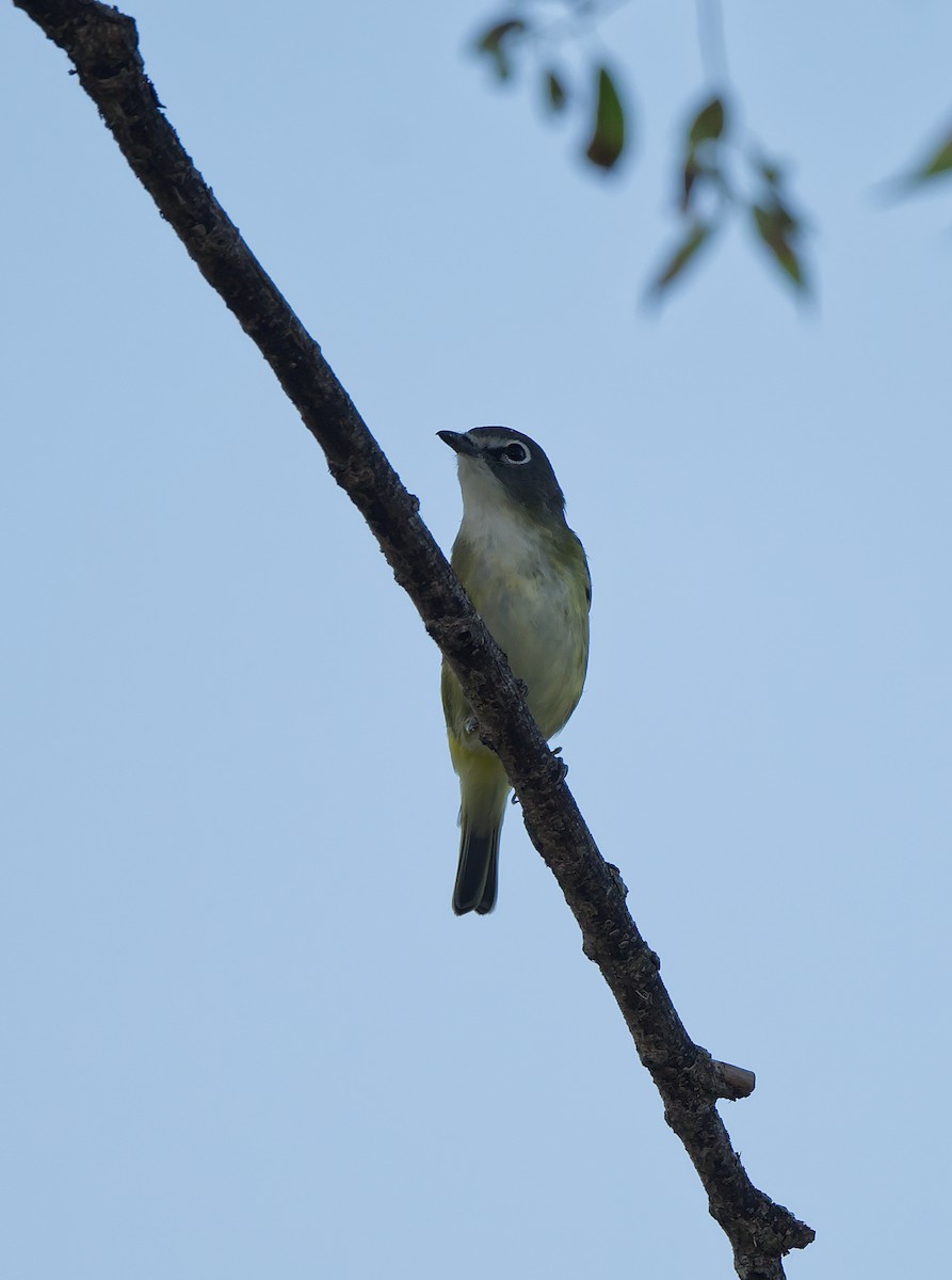 eremittvireo - ML640991098