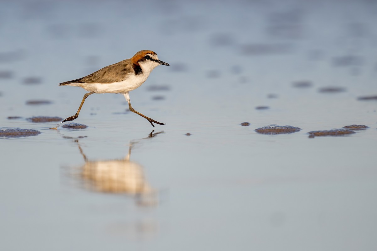 Red-capped Plover - ML640991124