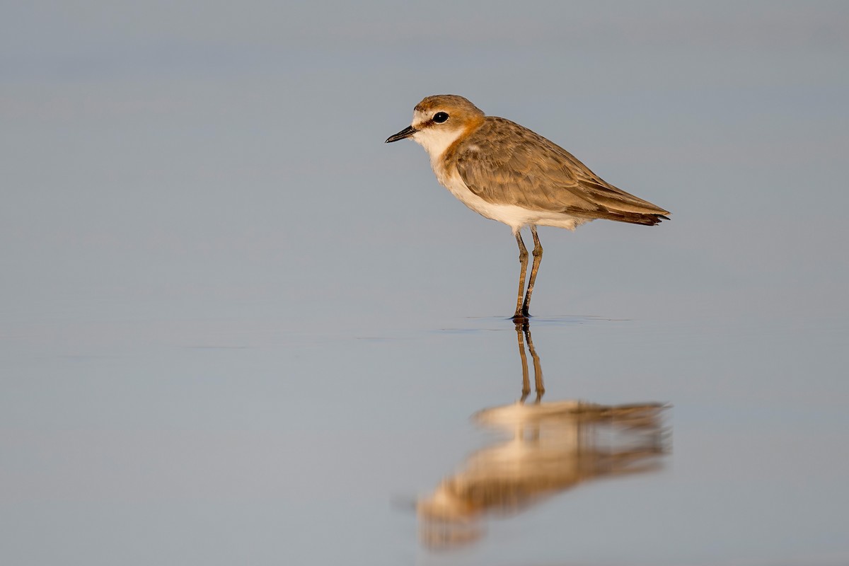 Red-capped Plover - ML640991125