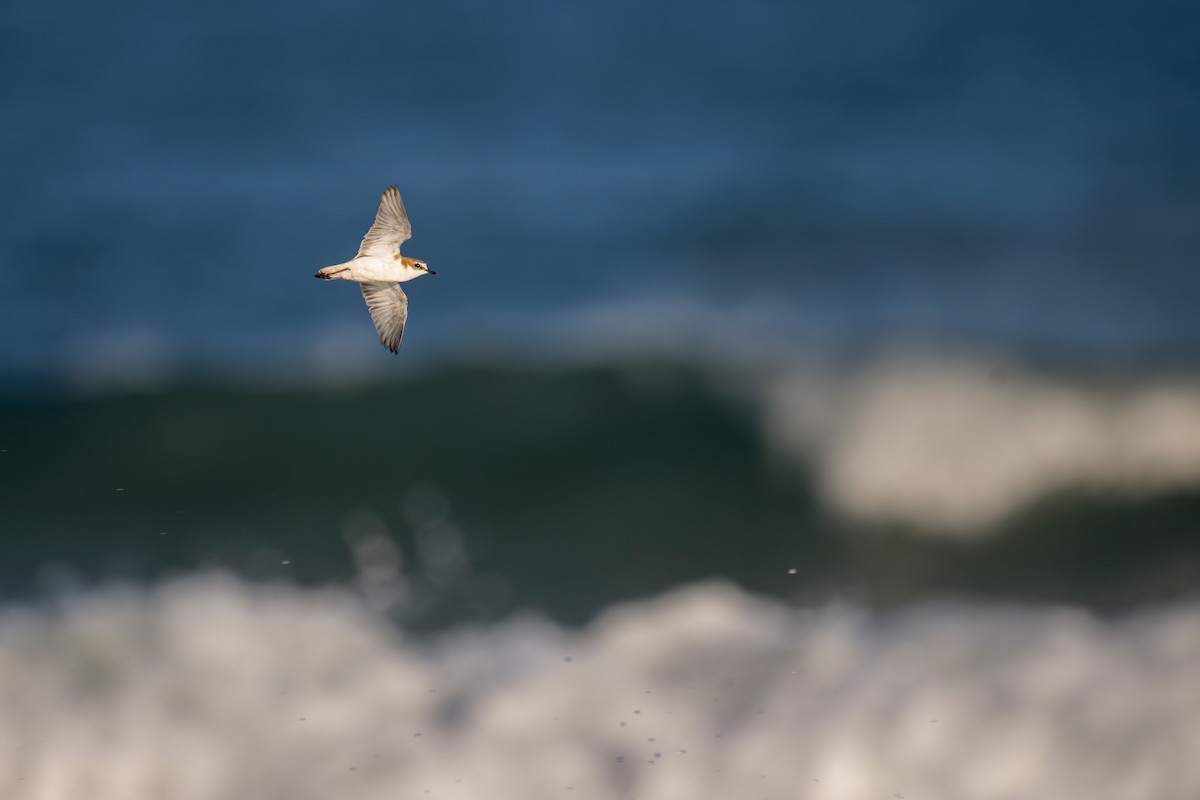 Red-capped Plover - ML640991126
