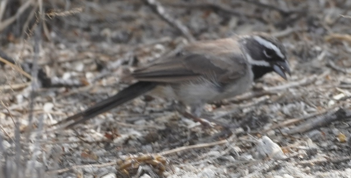 Black-throated Sparrow - ML640991175