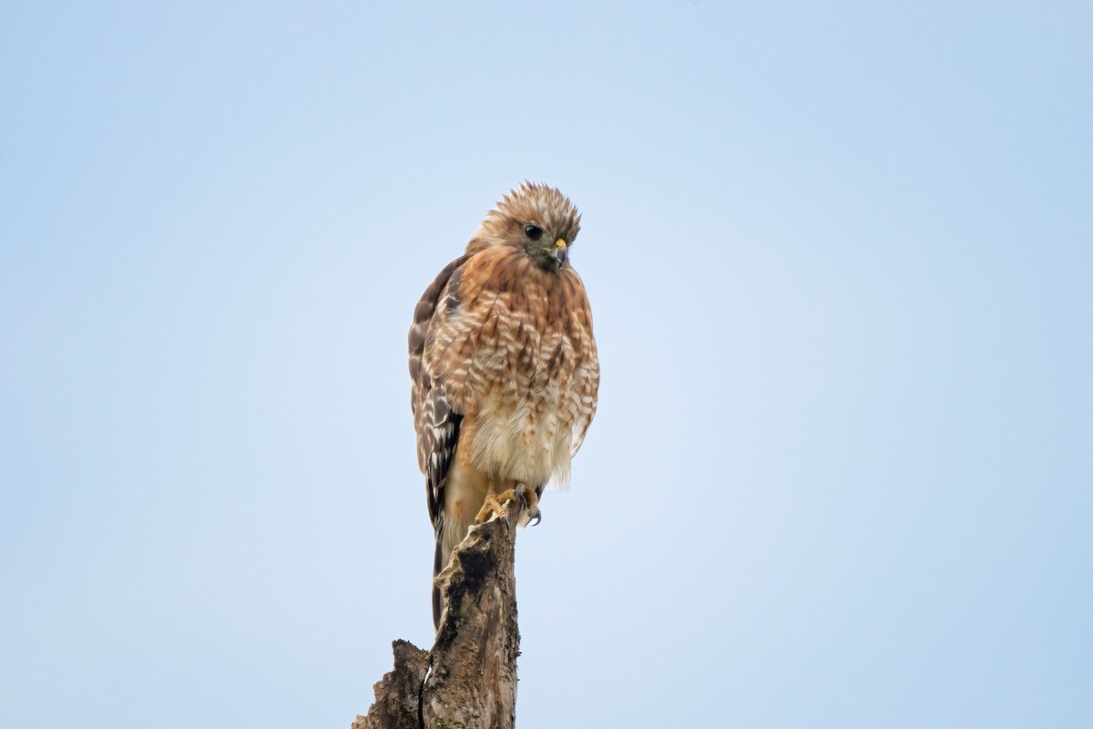 Rotschulterbussard - ML640991197