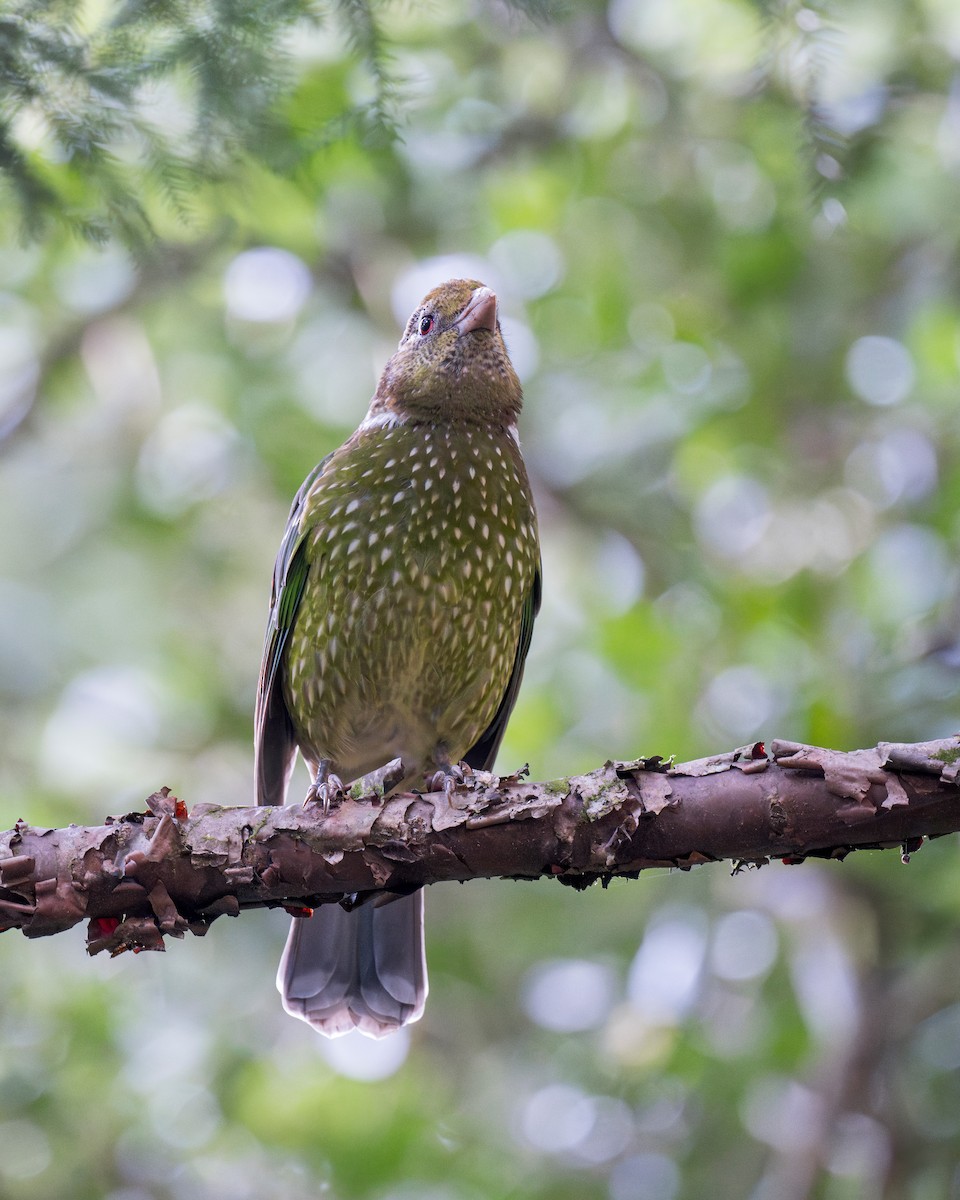 Green Catbird - ML640991232