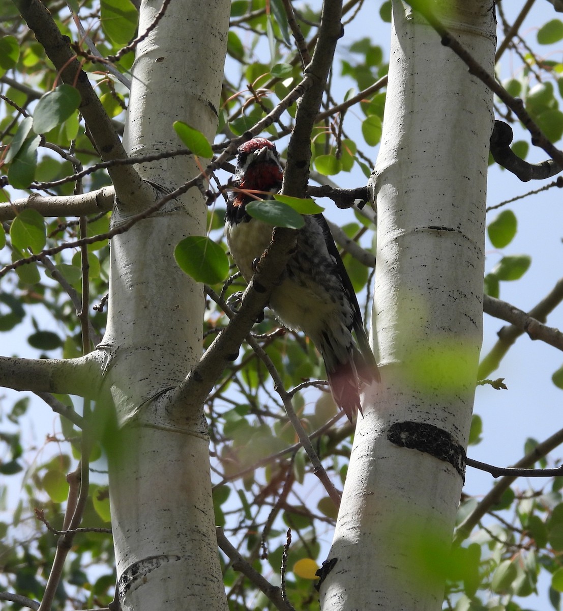 Red-naped Sapsucker - ML640991275