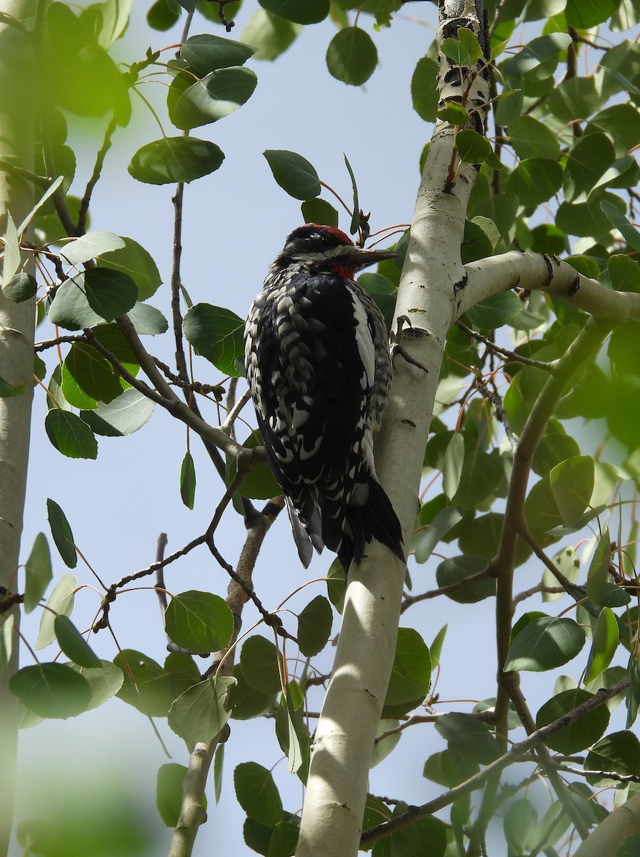 Red-naped Sapsucker - ML640991277