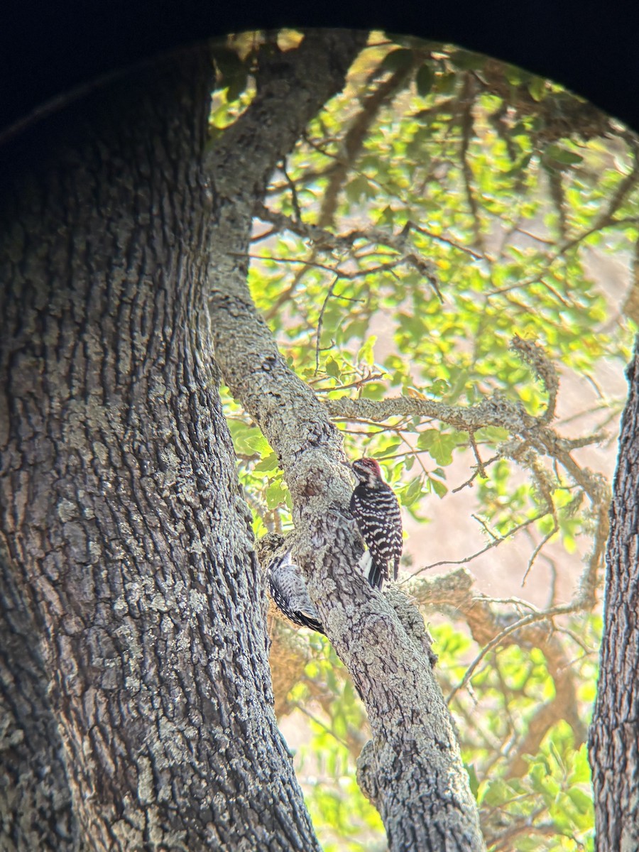 Nuttall's Woodpecker - ML640991349