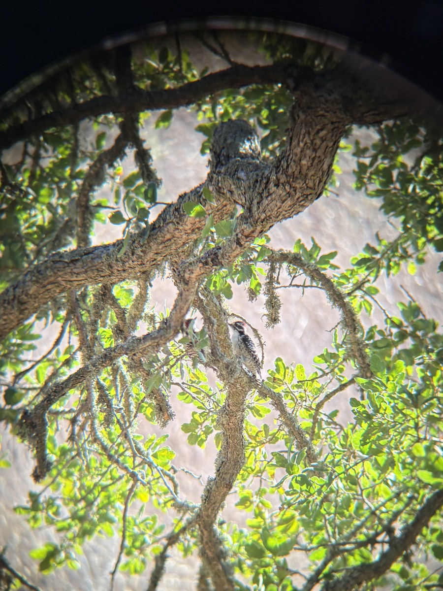 Nuttall's Woodpecker - ML640991350