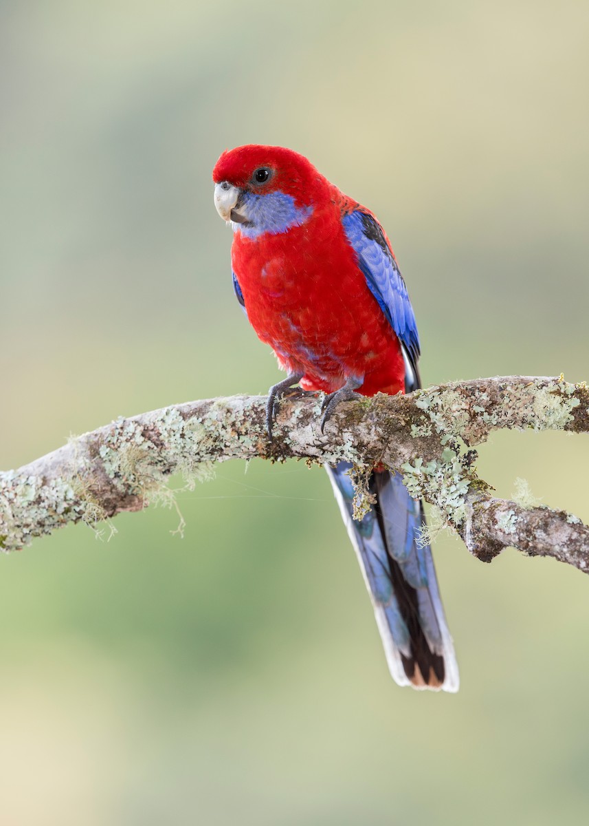 Crimson Rosella - ML640991356