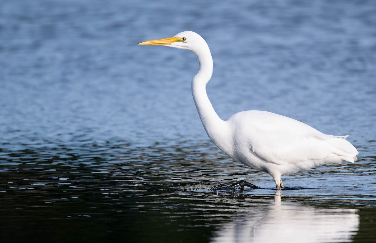 Grande Aigrette - ML640991358
