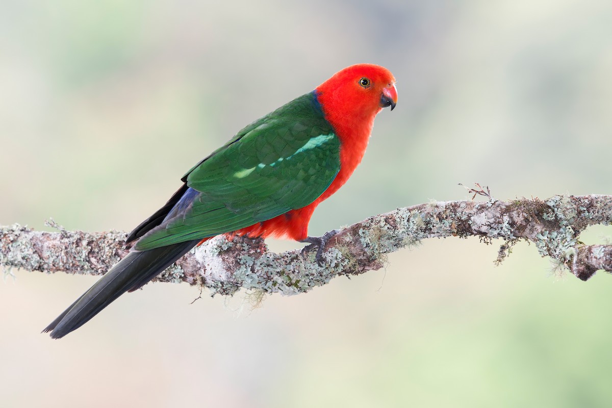 Australian King-Parrot - ML640991366