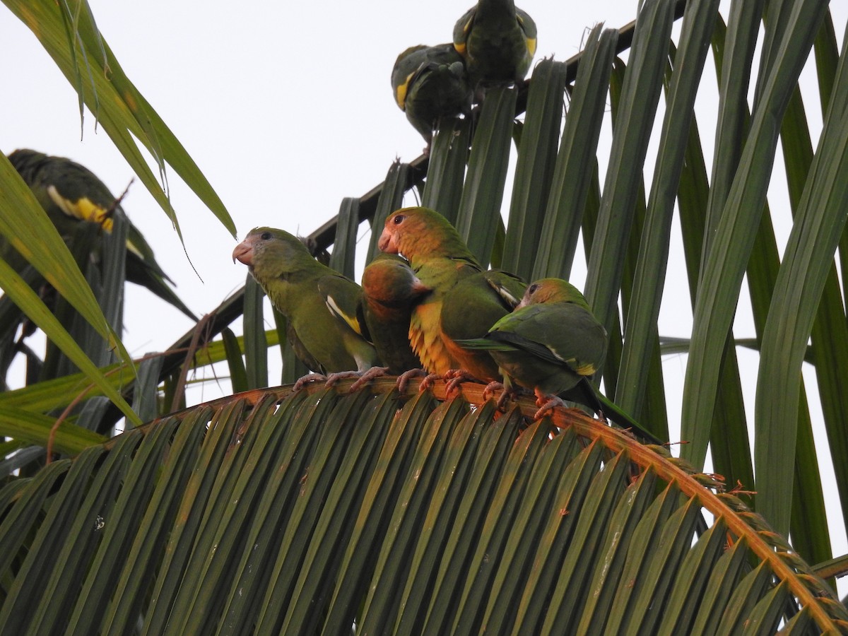 White-winged Parakeet - ML640991368
