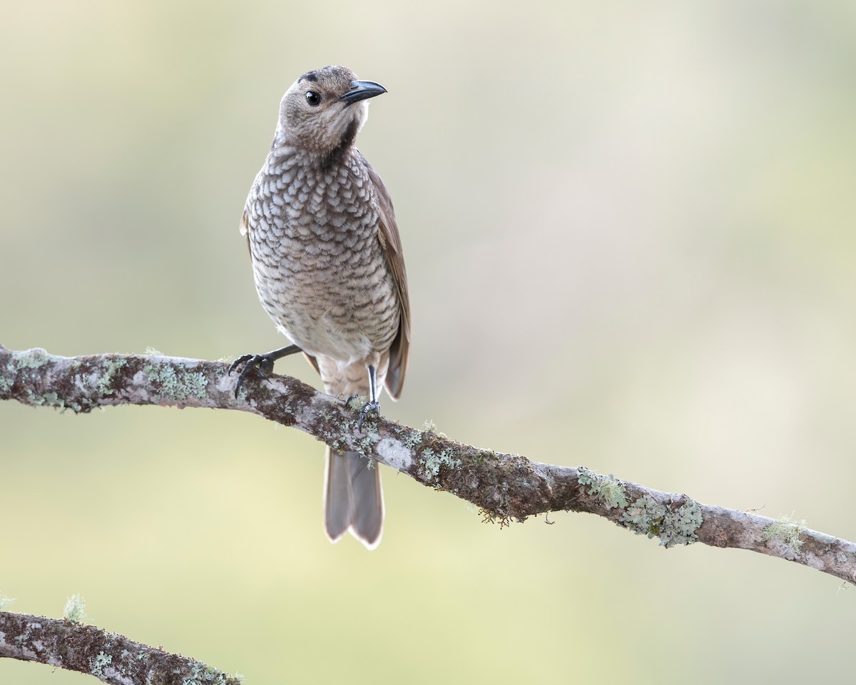 Regent Bowerbird - ML640991461