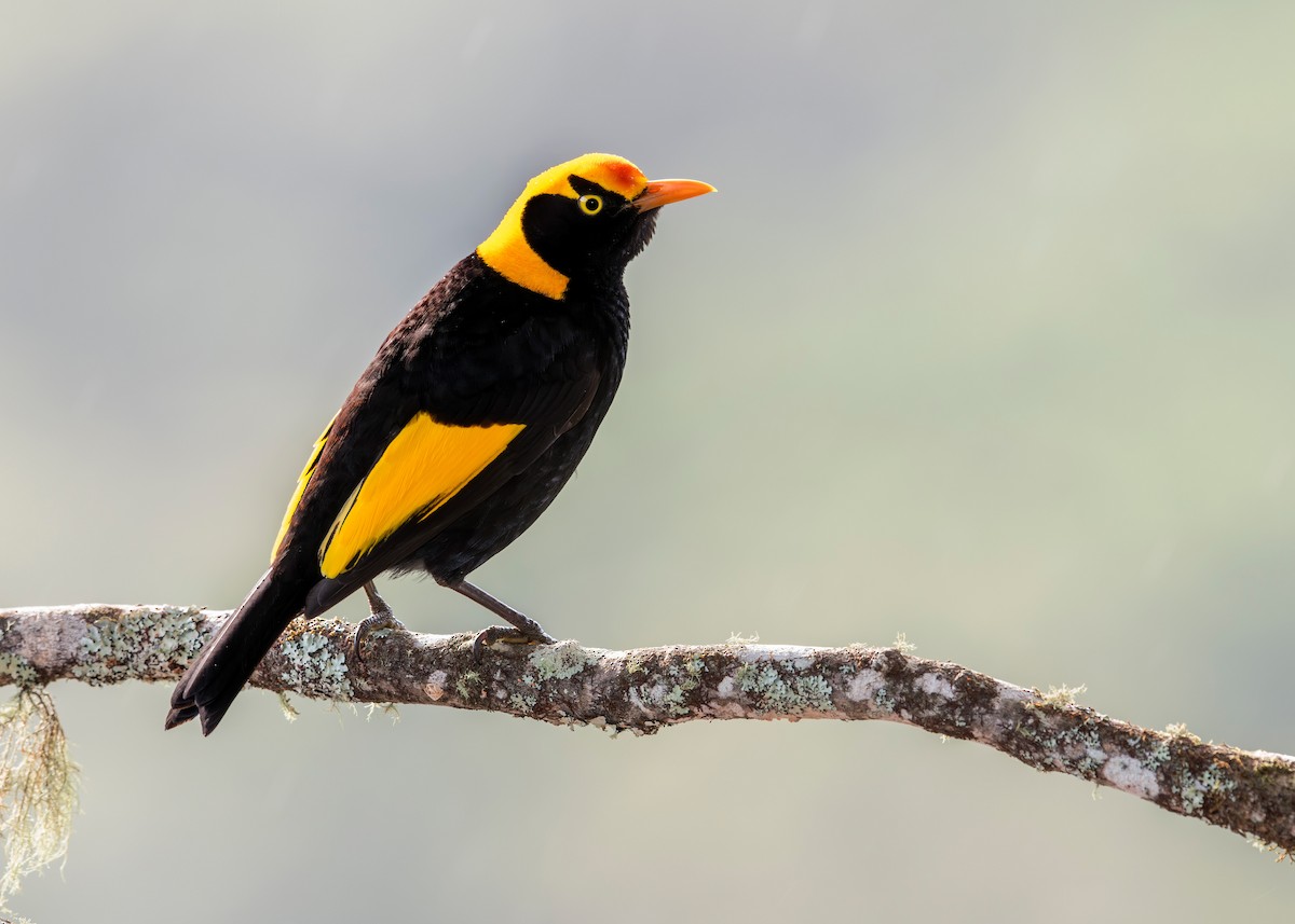 Regent Bowerbird - ML640991462