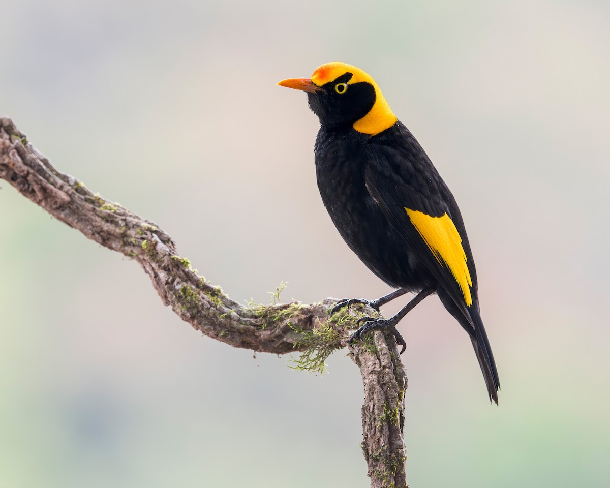 Regent Bowerbird - ML640991463