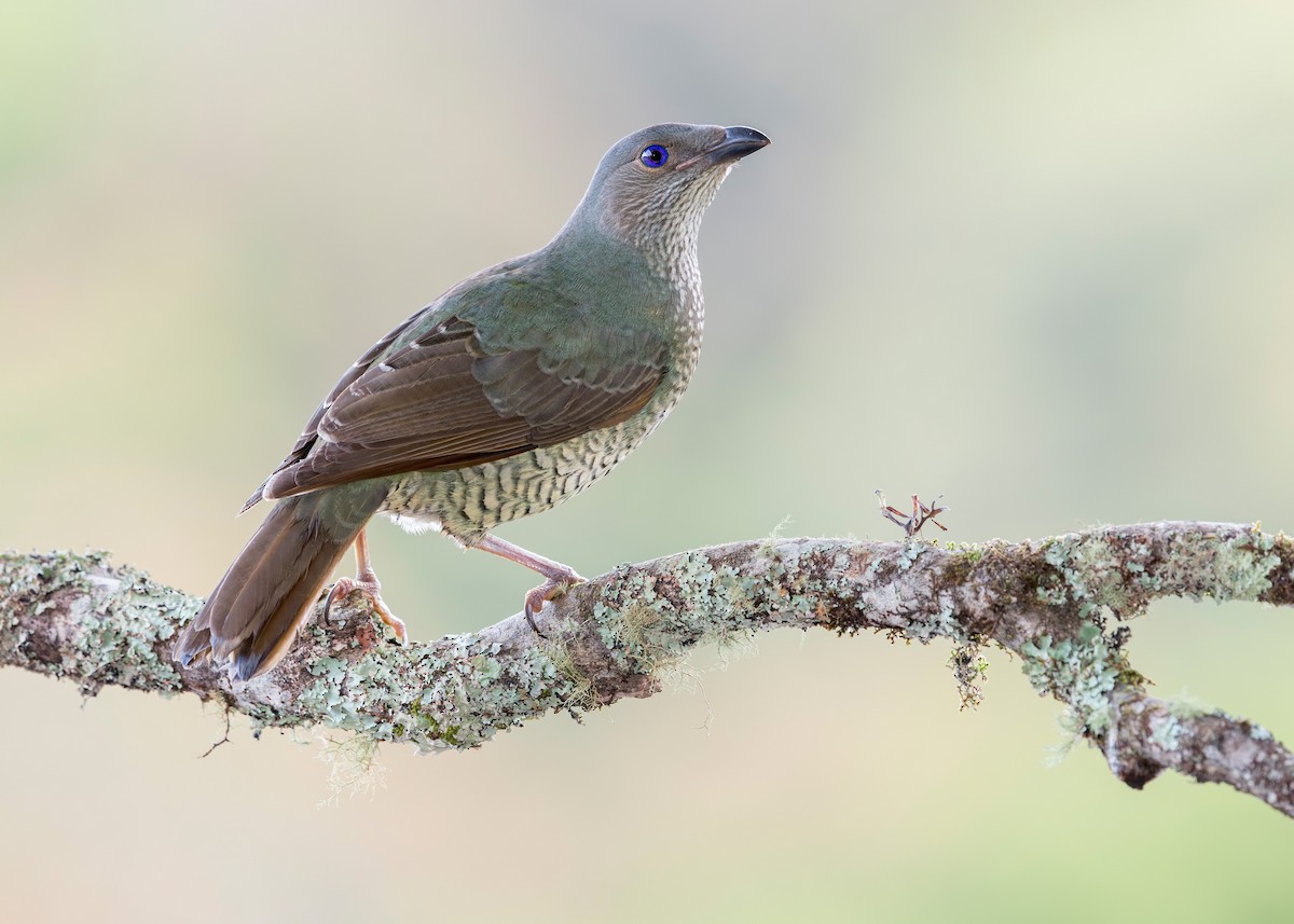 Satin Bowerbird - ML640991467