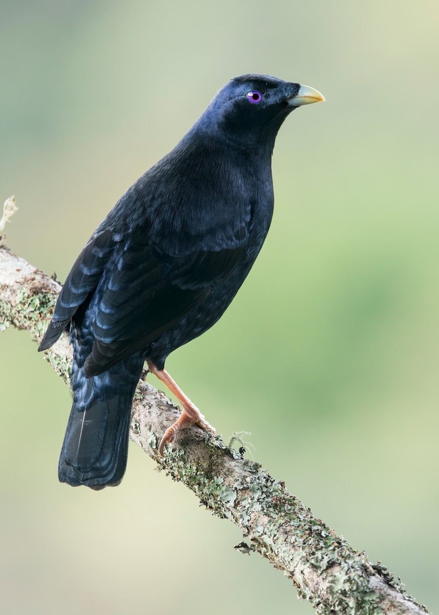Satin Bowerbird - ML640991468