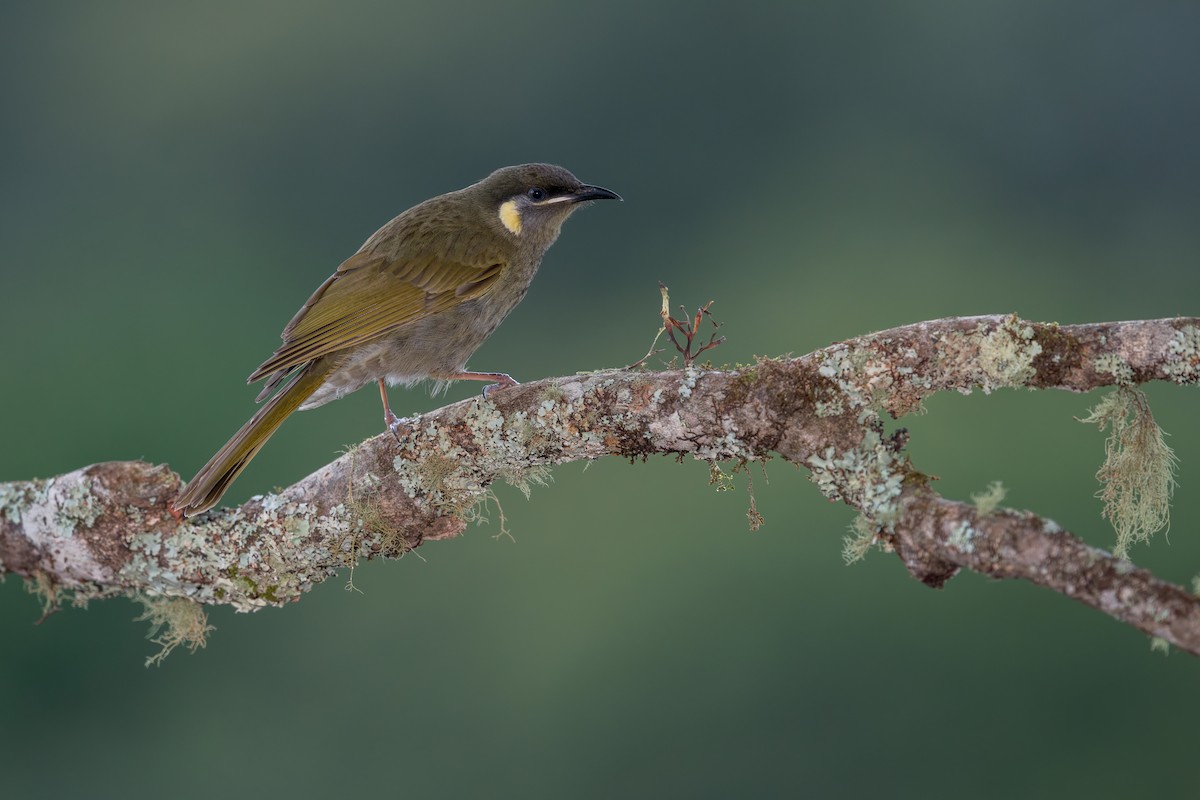 Lewin's Honeyeater - ML640991470