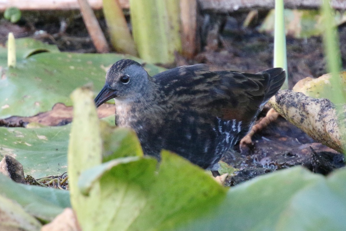 Virginia Rail - ML640991486