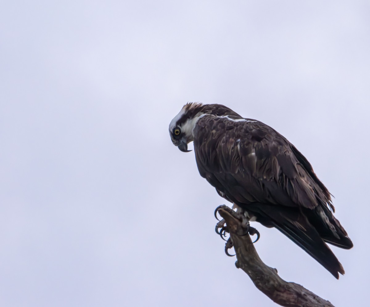 Águila Pescadora - ML640991498