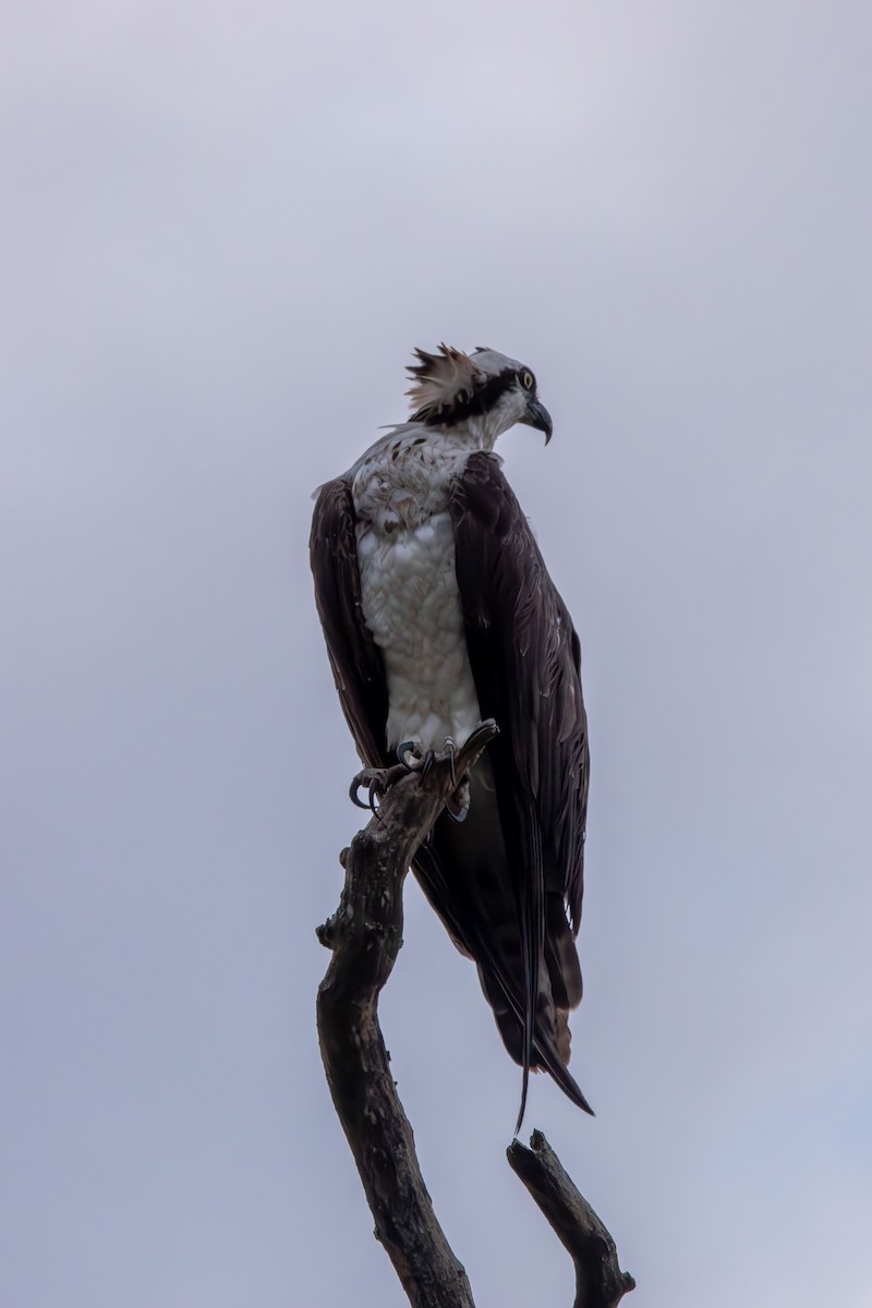 Águila Pescadora - ML640991501