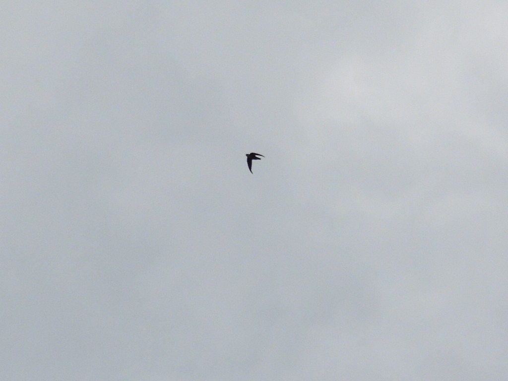 Chimney Swift - ML640991511