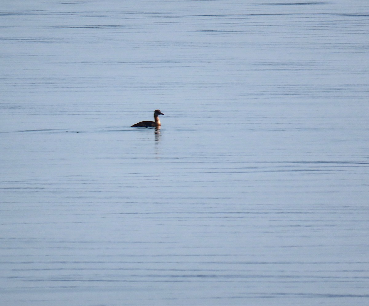 Red-necked Grebe - ML640991548