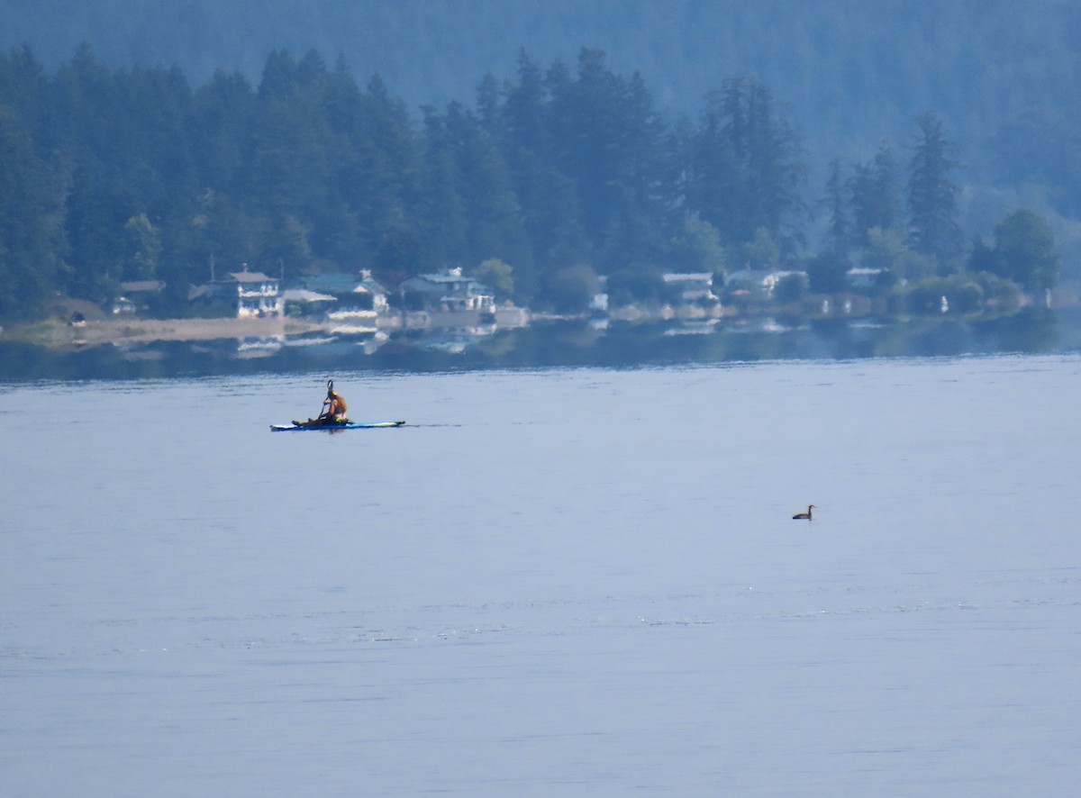 Red-necked Grebe - ML640991549
