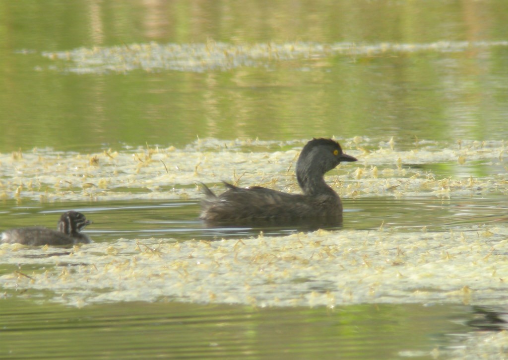 Least Grebe - ML640991551
