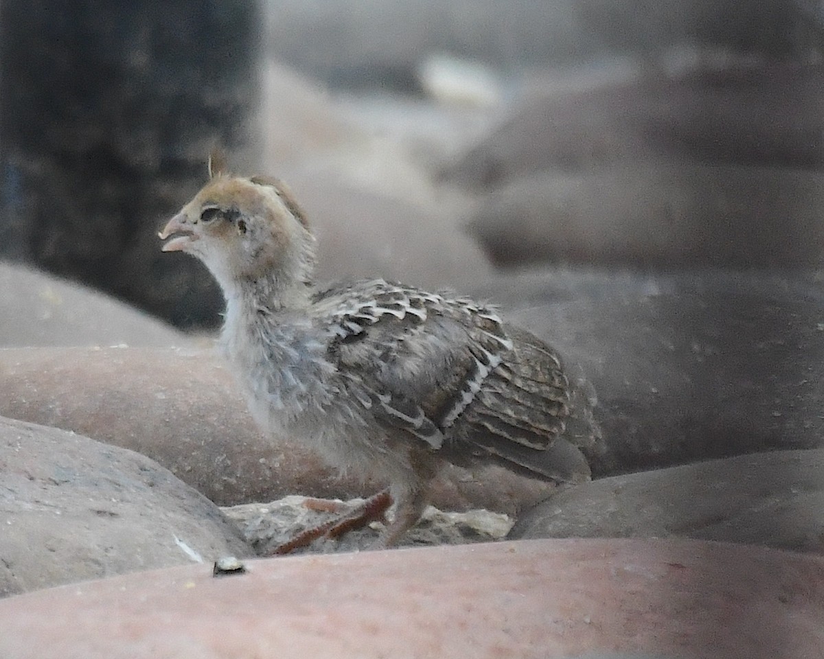 Gambel's Quail - ML640991558