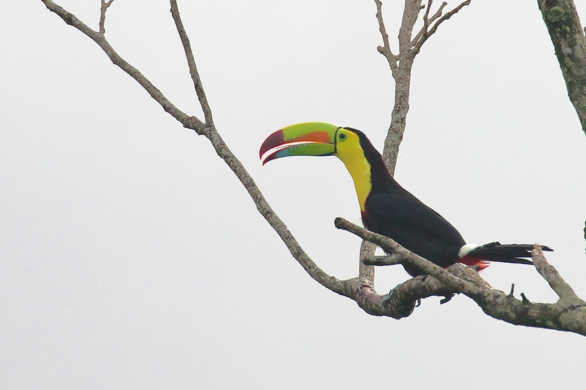 Keel-billed Toucan - ML640991582