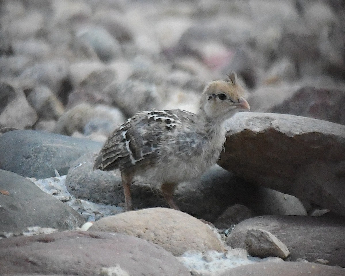 Gambel's Quail - ML640991591