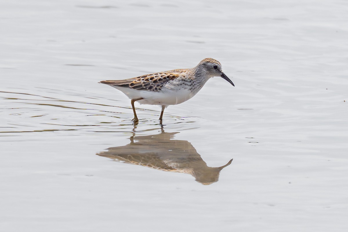 Least Sandpiper - ML640991592