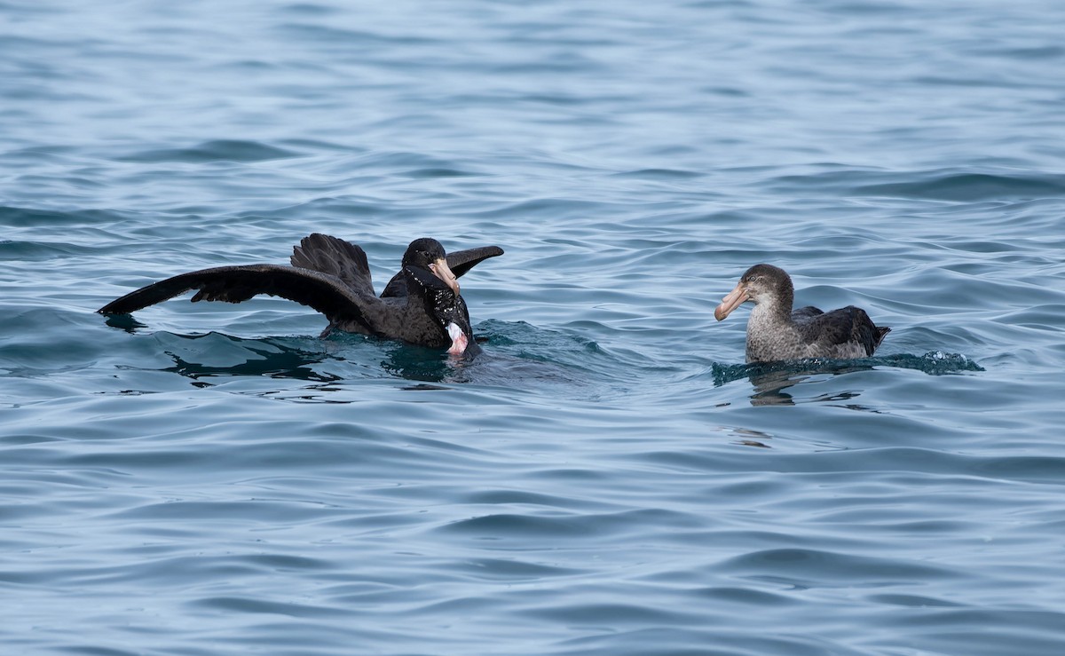 Northern Giant-Petrel - ML640991603
