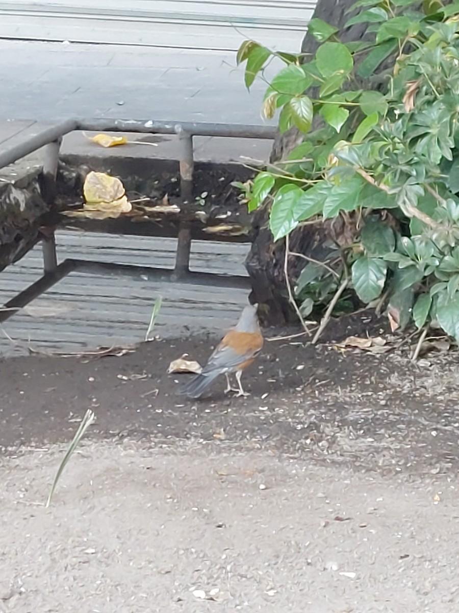 Rufous-backed Robin - ML640991633