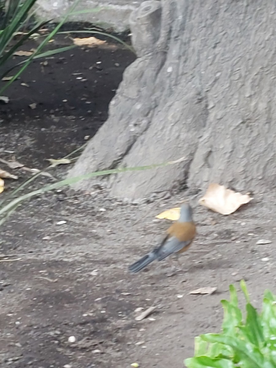 Rufous-backed Robin - ML640991634