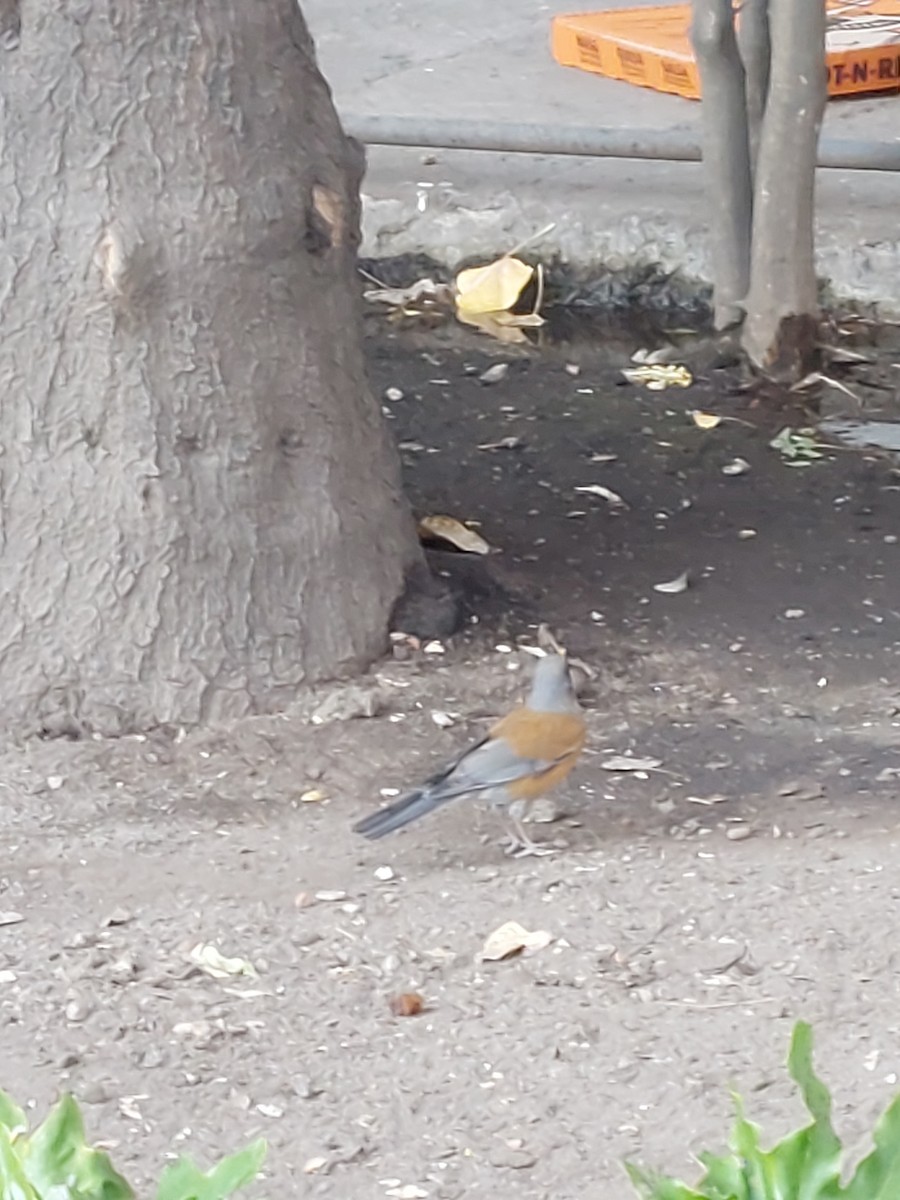 Rufous-backed Robin - ML640991635