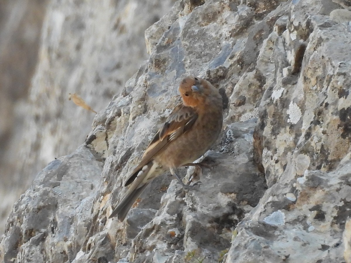 Pinzón Montano de Hodgson - ML640991641