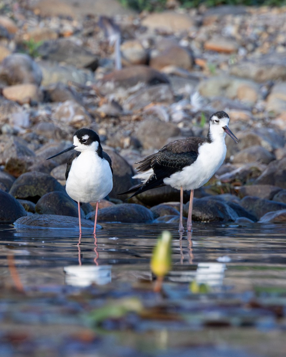 Black-necked Stilt - ML640991714