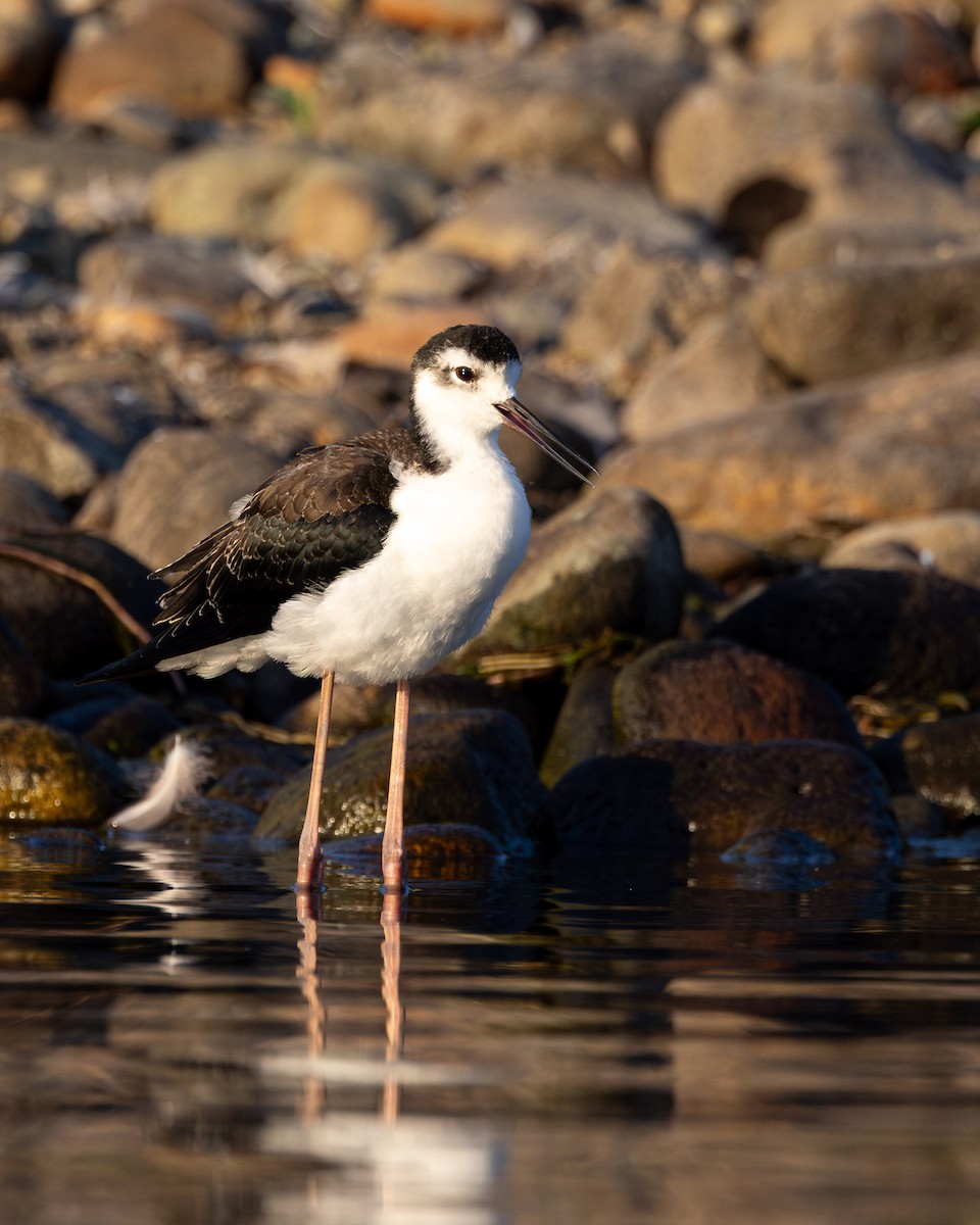 Black-necked Stilt - ML640991715