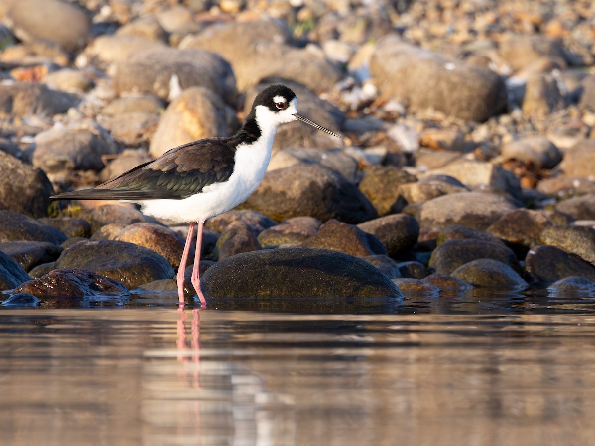 Black-necked Stilt - ML640991716